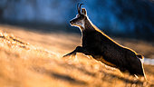Chamois (Rupicapra rupicapra) jumping in the grass on the mountain, Backlighting. Alps, Austria.