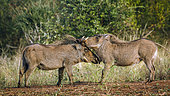 Two Common warthog (Phacochoerus africanus) fighting face to face in greater Kruger National park, South Africa