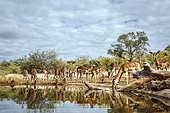 Herd of Common Impala (Aepyceros melampus) drinking front view in waterhole with reflection in greater Kruger National park, South Africa