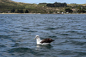 White-capped Albatross, (Thalassarche cauta steadi), sitting on water with houses in background, Otago Peninsula, Dunedin, South Island, New Zealand