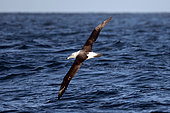 White-capped Albatross, (Thalassarche cauta steadi), in flight, Otago Peninsula, Dunedin, South Island, New Zealand