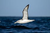 White-capped Albatross, (Thalassarche cauta steadi), in flight, Otago Peninsula, Dunedin, South Island, New Zealand