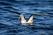 Buller's Albatross, (Thalassarche bulleri), endemic to New Zealand, on water, Otago Peninsula, Dunedin, South Island, New Zealand