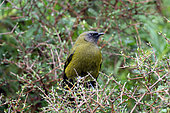 Male New Zealand Bellbird (Anthornis melanura), endemic to New Zealand, Orokonui Ecosanctuary, Purakaunui, Dunedin, Otago, South Island, New Zealand