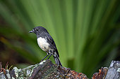 South Island Robin (Petroica australis), endemic to New Zealand, Orokonui Ecosanctuary, Purakaunui, Dunedin, Otago, South Island, New Zealand