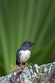 South Island Robin (Petroica australis), endemic to New Zealand, eating beetle, Orokonui Ecosanctuary, Purakaunui, Dunedin, Otago, South Island, New Zealand