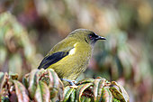 Male New Zealand Bellbird (Anthornis melanura), endemic to New Zealand, Orokonui Ecosanctuary, Purakaunui, Dunedin, Otago, South Island, New Zealand
