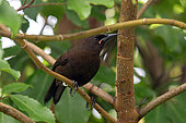 Juvenile South Island Saddleback (Philesturnus carunculatus), endemic to New Zealand., Orokonui Ecosanctuary, Purakaunui, Dunedin, Otago, South Island, New Zealand