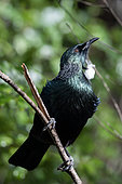 Tui (Prosthemadera novaeseelandiae; endemic to New Zealand, Orokonui Ecosanctuary, Purakaunui, Dunedin, Otago, South Island, New Zealand