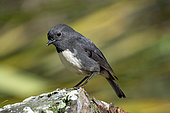 South Island Robin (Petroica australis), endemic to New Zealand, Orokonui Ecosanctuary, Purakaunui, Dunedin, Otago, South Island, New Zealand