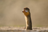 European ground squirrel (Spermophilus citellus) eating a seed, Hungary