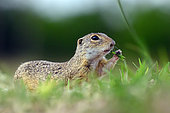 European ground squirrel (Spermophilus citellus) eating a grass, Hungary