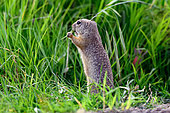 European ground squirrel (Spermophilus citellus) eating a grass, Hungary