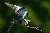 European Roller (Coracias garrulus), exchange of prey and copulation, Hungary