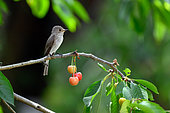 Spotted Flycatcher (Muscicapa striata) on a cherry tree branch, Hungary