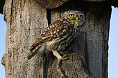 Little Owl (Athene noctua) with a Great Green Bush Cricket in the beak, Hungary