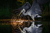 Grey Heron (ardea cinerea) fishing at night, Hungary