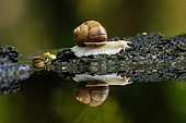 Roman Snail (Helix pomatia) reflected in a forest pond, Hungary