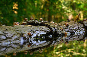 Roman Snails (Helix pomatia) reflected in a forest pond, Hungary