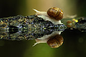 Roman Snail (Helix pomatia) reflected in a forest pond, Hungary