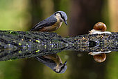 Eurasian Nuthatch (Sitta europaea et Burgondy Snail (Helix pomatia) reflected in a pond, Hungary.