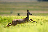 Roe deer (Capreolus capreolus) male jumping in a cereal field, Hungary