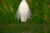 Great Egret (Ardea alba) nuptial plumage detail, Hungary