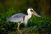 Grey Heron (Ardea cinerea), trying to swallow a big fish, Hungary