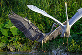 Grey Heron (Ardea cinerea), wings opened, chasing a great egret, Hungary