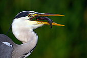 Grey Heron (Ardea cinerea), swallowing a fish, Hungary