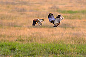Western Marsh Harrier (Circus aeruginosus) and Common Kestrel (Falco tinnunculus), falcon attacking a harrier too close to the nest, Hungary