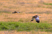 Western Marsh Harrier (Circus aeruginosus) and Common Kestrel (Falco tinnunculus), falcon attacking a harrier too close to the nest, Hungary