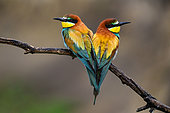 European Bee-eater (Merops apiaster), Bee- eaters pair on a branch, Hungary