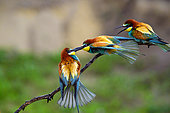 European Bee-eater (Merops apiaster), Bee- eaters quarrel, Hungary