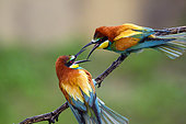 European Bee-eater (Merops apiaster), Bee- eaters quarrel, Hungary