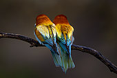 European Bee-eater (Merops apiaster), Bee- eaters pair, back view, Hungary