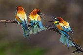 European Bee-eater (Merops apiaster), Bee- eaters quarrel, Hungary