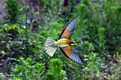 European Bee-eater (Merops apiaster), Bee- eater in flight, Hungary