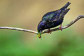 Common Starling (Sturnus vulgaris) with insects in the beak, Hungary