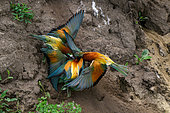 European Bee-eater (Merops apiaster), Bee- eaters quarrel for a nest, Hungary
