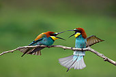 European Bee-eater (Merops apiaster), Bee- eaters quarrel, Hungary