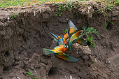 European Bee-eater (Merops apiaster), Bee- eaters quarrel for a nest, Hungary
