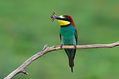 European Bee-eater (Merops apiaster), with a butterfly in the beak, Hungary