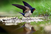 Barn Swallow (Hirundo rustica) collecting materials for nest, Hungary