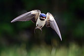 Barn Swallow (Hirundo rustica) in flight with materials for nest in the beak, Hungary