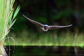 Barn Swallow (Hirundo rustica) in flight with materials for nest in the beak, Hungary