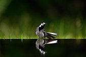 White Wagtail (Motacilla alba) preening and reflecting in water, Hungary