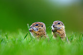 Spermophile d'Europe (Spermophilus citellus) jeunes spermophiles mangeant de l'herbe, Hongrie