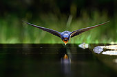 Barn Swallow (Hirundo rustica) ready to drink in flight, Hungary