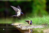 Barn Swallows (Hirundo rustica) collecting materials for nest, Hungary